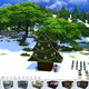 Illustration for article titled How To Bring More Holiday Cheer To The Sims 4